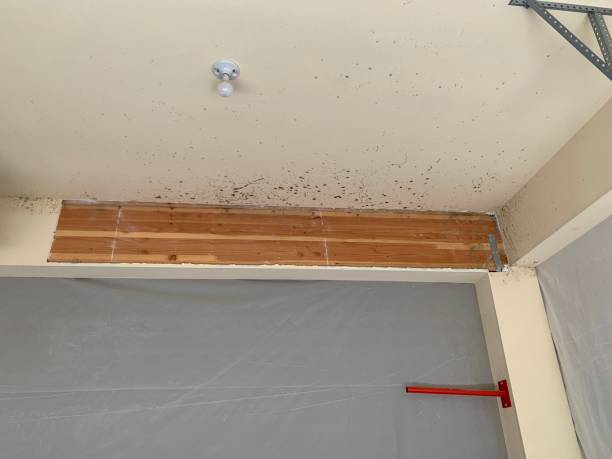 Best Basement Mold Removal  in Atkinson, IL